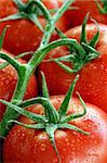 A shallow depth of field image of tomatoes on the vine.