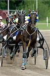 Standardbred horses at race-course, up to the finish line