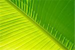 Banana Tree Palm Leaf in diagonal orientation