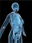 3d rendered x-ray illustration of a female skeleton with organs