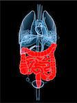 3d rendered x-ray illustration of female organs with highlighted intestines