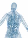 3d rendered anatomy illustration of a female skeletal back