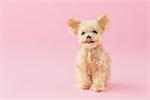 Toy Poodle Dog Showing Tongue Against Pink Background