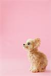 Side View Of Toy Poodle Dog Against Pink Background