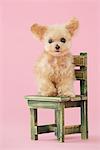 Toy Poodle Dog standing On Chair Against Pink Background