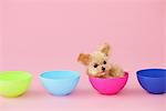 Toy Poodle Dog Sitting In A Bowl