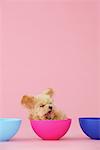 Toy Poodle Dog Sitting et bâillements dans un bol