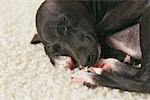 Italian Greyhound Puppy Sleeping On Rug