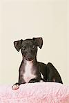 Italian Greyhound Puppy Sitting On Cushion