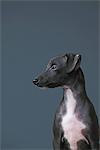 Nahaufnahme von italienischer Greyhound Welpen