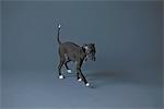 Italienische Greyhound Welpen, Studioaufnahme