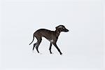 Italienische Greyhound Welpen vor weißem Hintergrund