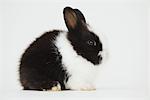 Rabbit Sitting Against White Background