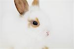 Close Up Of White Rabbit