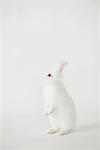 White Rabbit Standing Against White Background