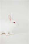 Weißes Kaninchen sitzend vor weißem Hintergrund