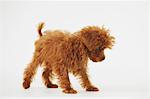 Small Poodle Dog Walking Against White Background