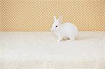 Lapin blanc sur tapis de sol