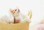 Baby Kitten Relaxing In Basket And Looking Up