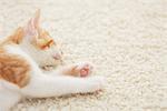 Baby Kitten Relaxing On Floor Mat