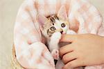 Baby Kitten Relaxing In Basket