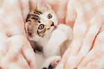 Baby Kitten Relaxing And Licking Paw In Blanket