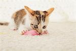 Baby Kitten Playing With Toy