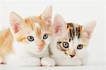 Deux bébés chatons à la recherche