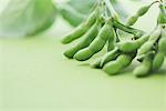 Branch Of Boiled Soybeans