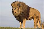 male lion with mane on the lookout