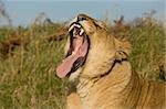 Lioness yawning and showing her teeth