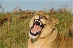 Lioness yawning