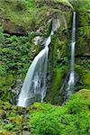 Photogenic little waterfall in lush green habitat