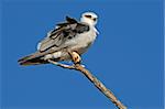 Black-shouldered kite (Elanus caeruleus) perched on a branch, Kalahari, South Africa