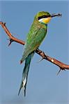 Swallow-tailed bee-eater (Merops hirundineus) perched on a branch, Kalahari, South Africa