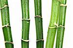 green wet bamboo isolated on the white