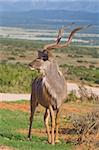 Impressive looking Kudu male proudly displaying his horns