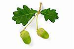 Branch of an oak tree with leaves and acorns on a white background