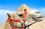Closeup of camel with the Great Pyramid of Giza in the background. (Cairo, Egypt)