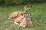 Two fawns were resting on a grass lawn as they took a break from grazing. They nestled together maybe as a way to get a sense of extra protection.