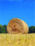 Round bale of hay in field in front of trees and a clear blue sky