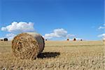 Hay bails in a field prepared for harvest