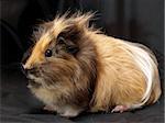 brown guinea pig on a black background