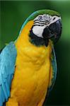 Macaws