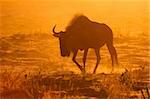 A blue wildebeest (Connochaetes taurinus) in dust at sunset, Kalahari desert, South Africa