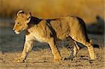 Young lion cub (Panthera leo), Kalahari desert, South Africa