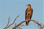 Tawny eagle (Aquila rapax), perché sur une branche, du Kalahari, en Afrique du Sud