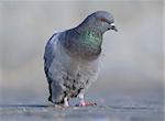 rock pigeon posing on pavement