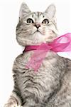 Grey cat with a pink bow on a white background