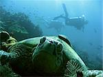 scuba divers above old green turtle in sipadan in sabah malysian borneo